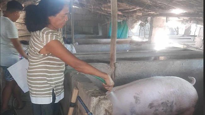 HOG FATTENING - Caoayan Branch