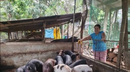 PIG FARMING BUSINESS - Cervantes Branch